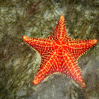 Hello Travel Panama Bajo Boquete